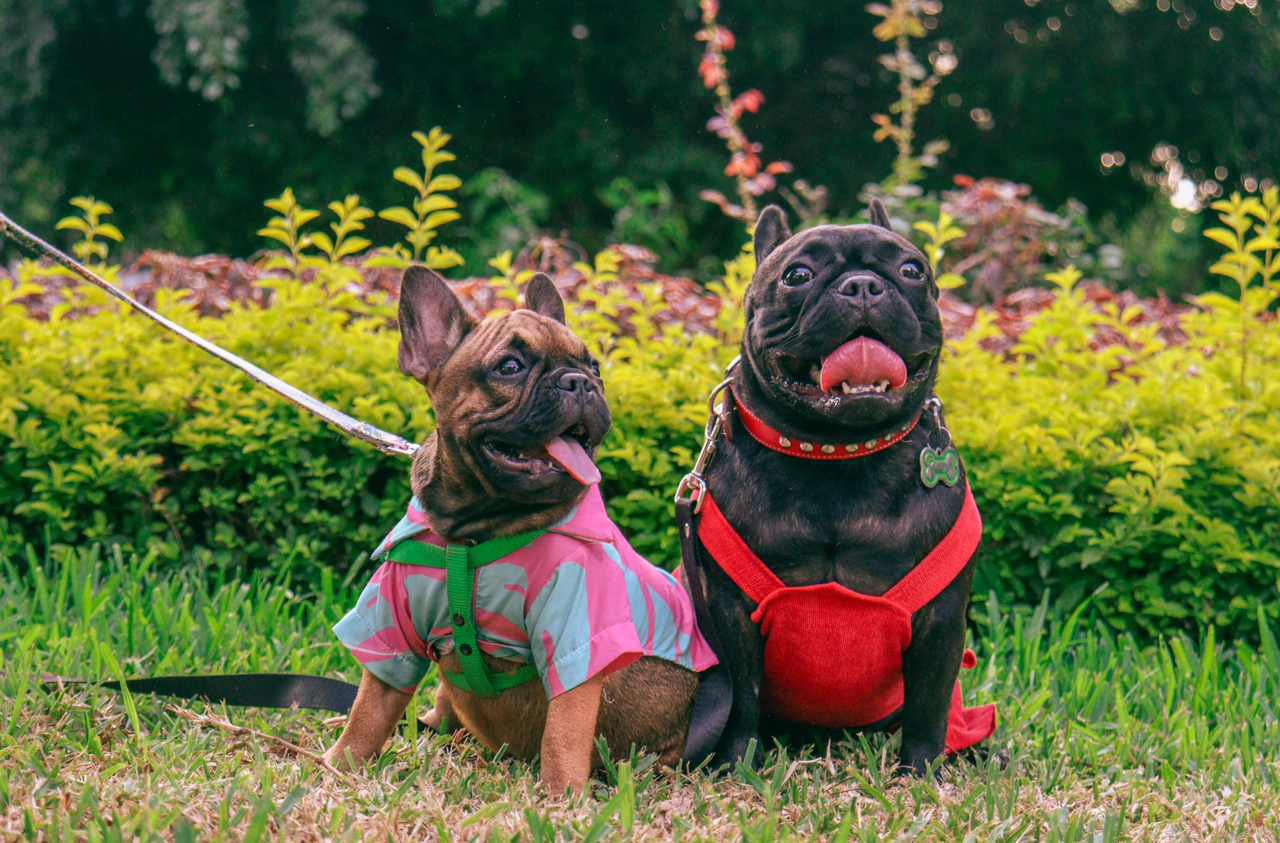 Pet Product Warehousing in China: Storage Best Practices