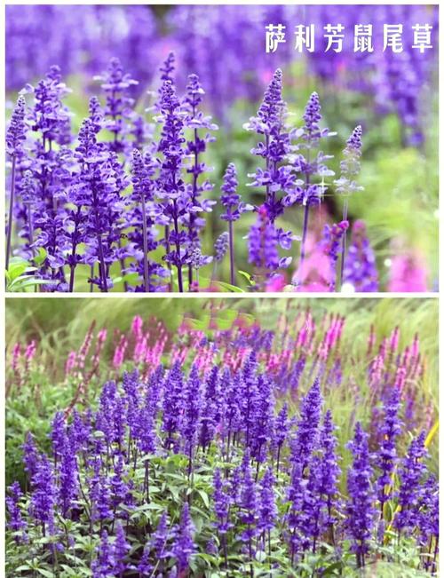 鼠尾草怎么做好吃?新鲜的鼠尾草最佳做法揭秘!