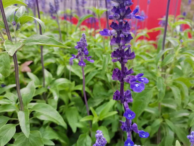 鼠尾草怎么做好吃?新鲜的鼠尾草最佳做法揭秘!