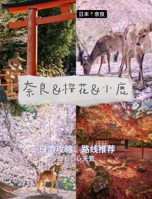 日本樱花物语攻略，赏樱路线及注意事项！