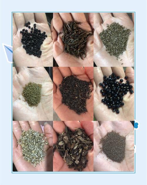 种子你懂得品种有哪些？推荐10款最好养活的家常款