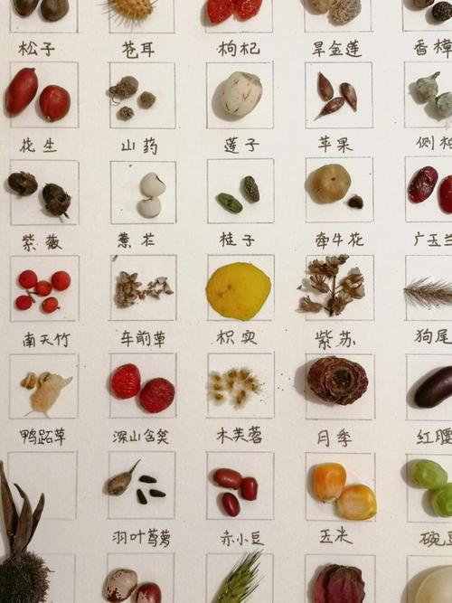 种子你懂得品种有哪些？推荐10款最好养活的家常款