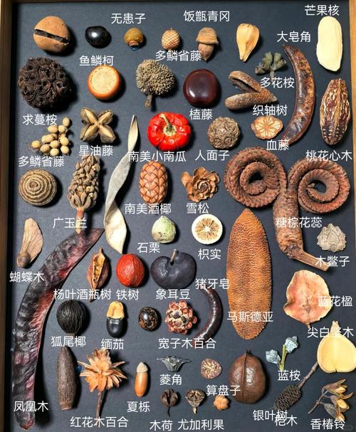 种子你懂得品种有哪些？推荐10款最好养活的家常款