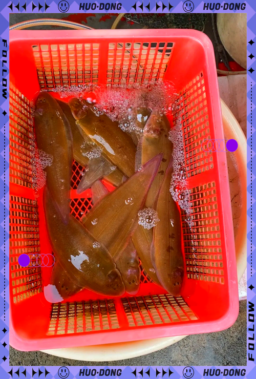 鳎目鱼是龙利鱼还是巴沙鱼？一篇文章快速揭秘区别真相！